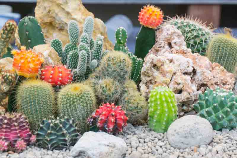 shutterstock_1305574750